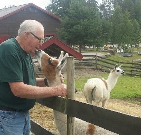 Lama som beiter fredelig på anlegget