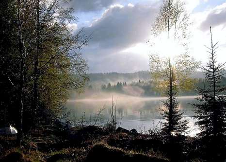Trollsk stemning i Finnskogen — tåke mellom høye furuer